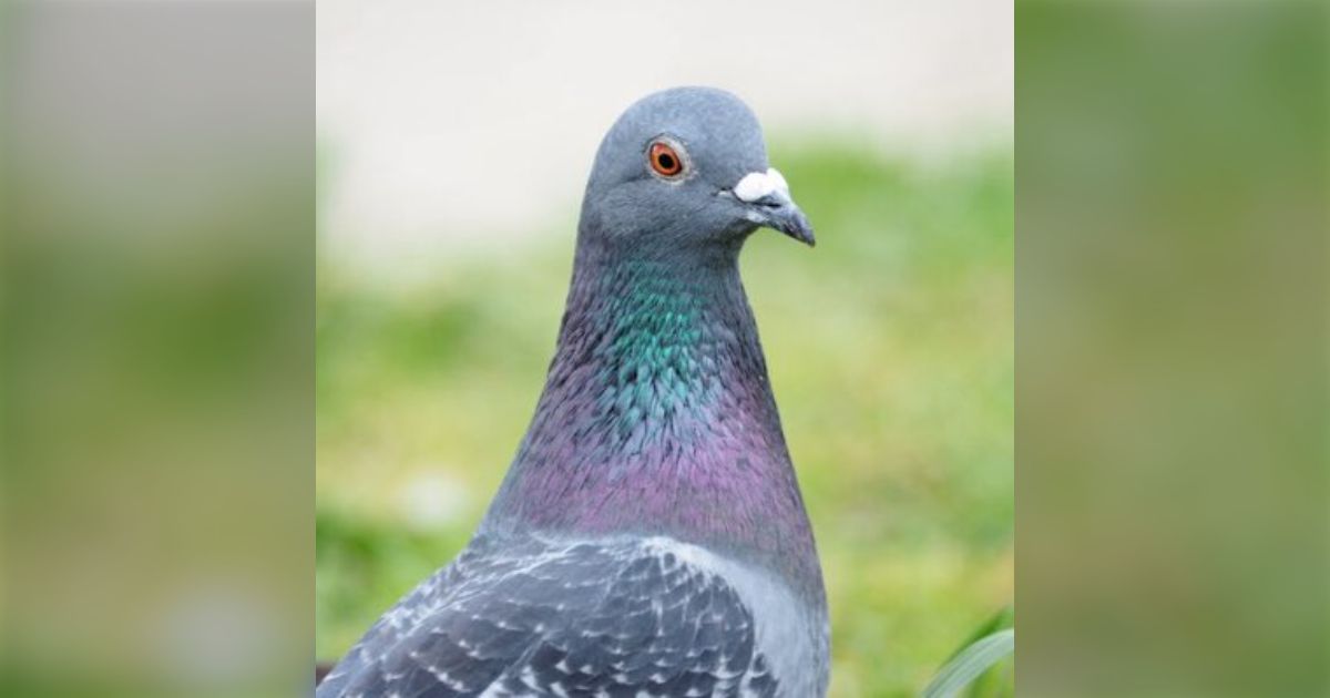 鳩ぽぽさん専用 【公式通販】