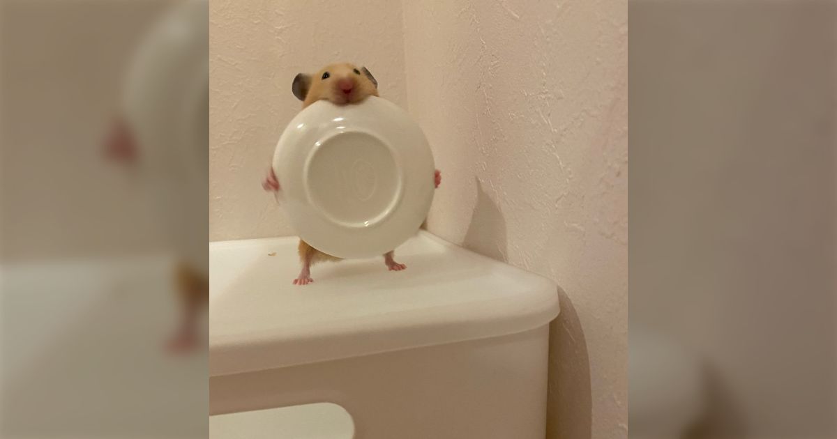 ハムスターのケージを掃除してたら皿で遊んでる音がするので見てみたらアニメでしか見ない動きをしていた、「レントゲン」「パールさん」「あきら100％」の例えも
