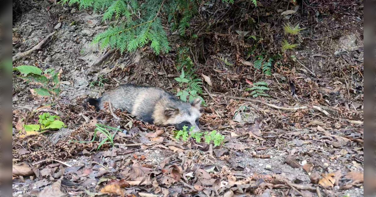 「たぬき自由すぎる、人前に歩いて来て当たり前のように眠った」擬死行動なのかただ昼寝してるのか分からないたぬき動画