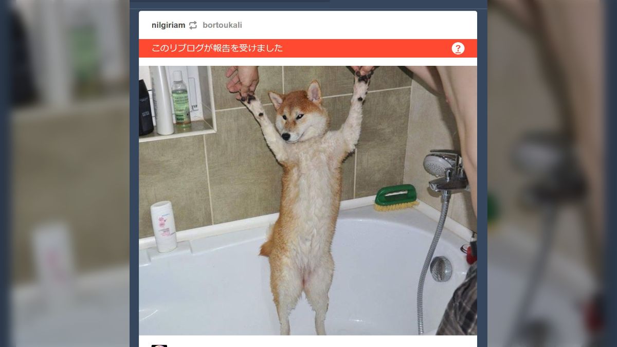 柴犬さんがお風呂にいる画像をTumblrに投稿したらアダルト判定されてしまった→たしかに全裸で無修正だがどこが問題？「右側に写った…」 -  Togetter [トゥギャッター]