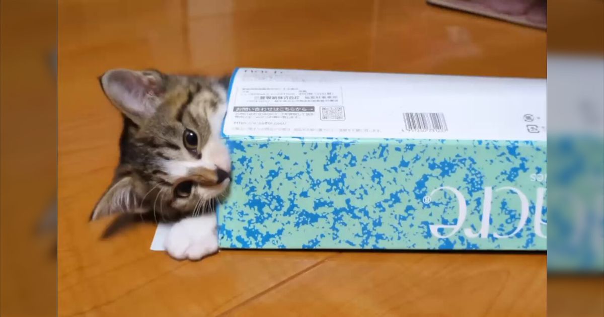 ティッシュケースに入って遊んでいる子猫がスチャ！ニョキッ！と出てくる動画がただただかわいい