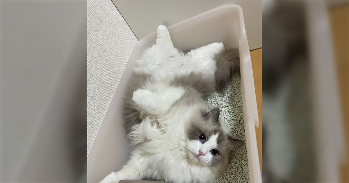 茶トラ猫のブームってアメリカの猫の賢さ調査が元だけど、最下位のラグドール勢はどう思ってるの？→飼い主「知ってる、としか…」「出番だな！」
