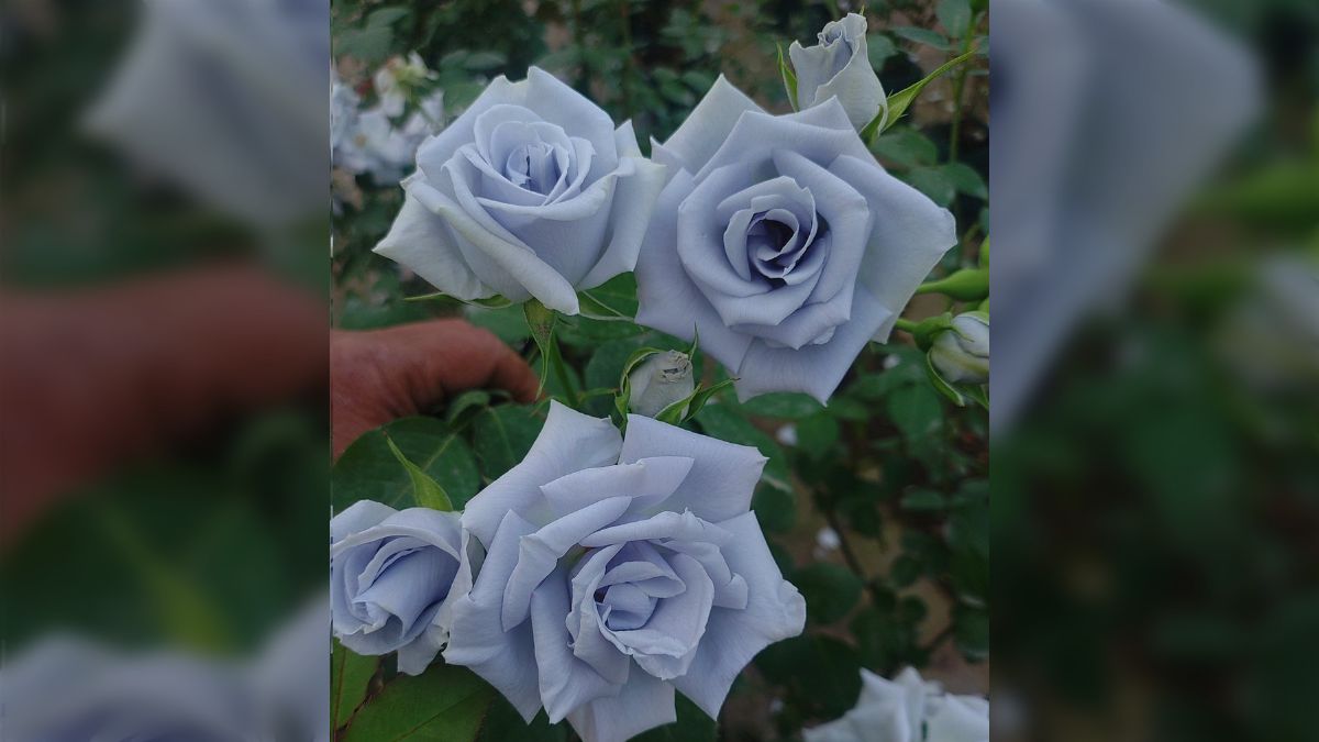 青い薔薇 様@オーダー品 x 4 青い薔薇 様@オーダー品 x 4