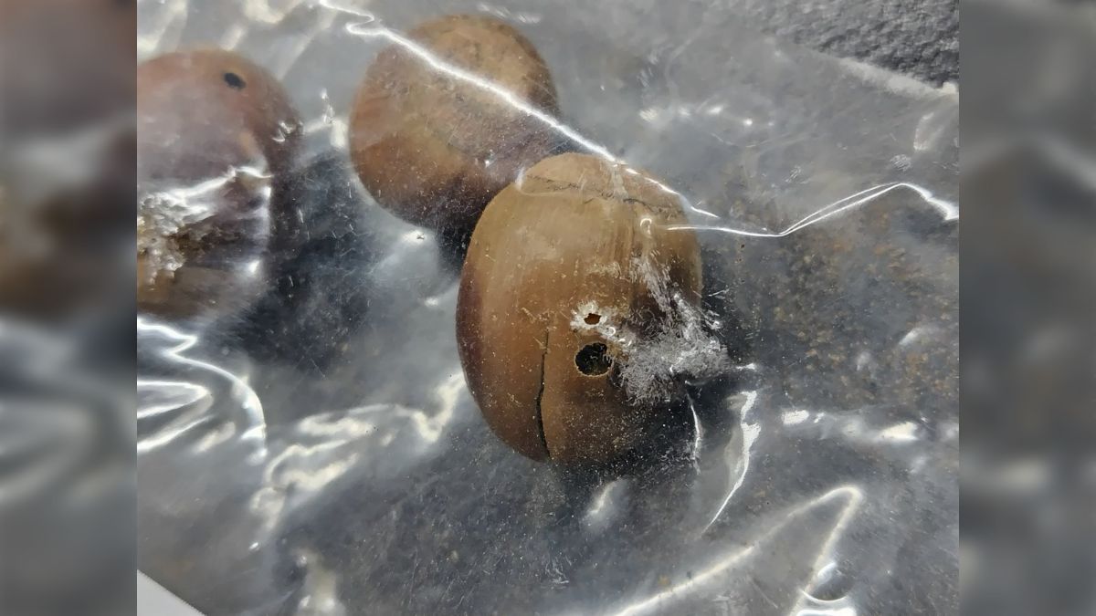 どんぐりをジップロックに入れて保存しておいたらこうなったという画像