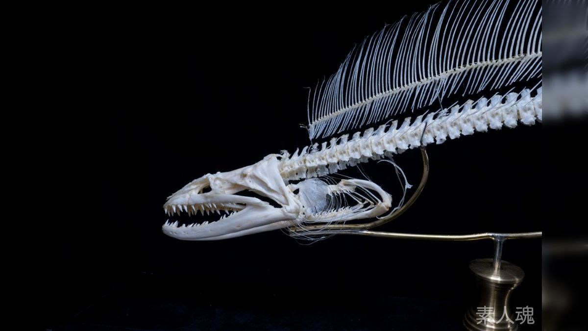 骨格標本魚類3連続脊椎骨