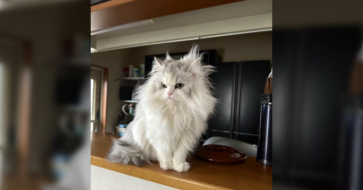 猫　毛づくろい くろねこごま毛づくろい 250720 - YouTube