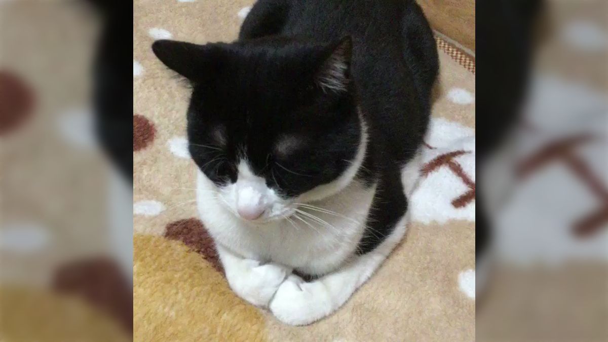 寝姿　陰毛 猫さんがごめん寝する瞬間の動画が可愛すぎる！「手がとてもかわいい」「最後で笑った」 - Togetter [トゥギャッター]