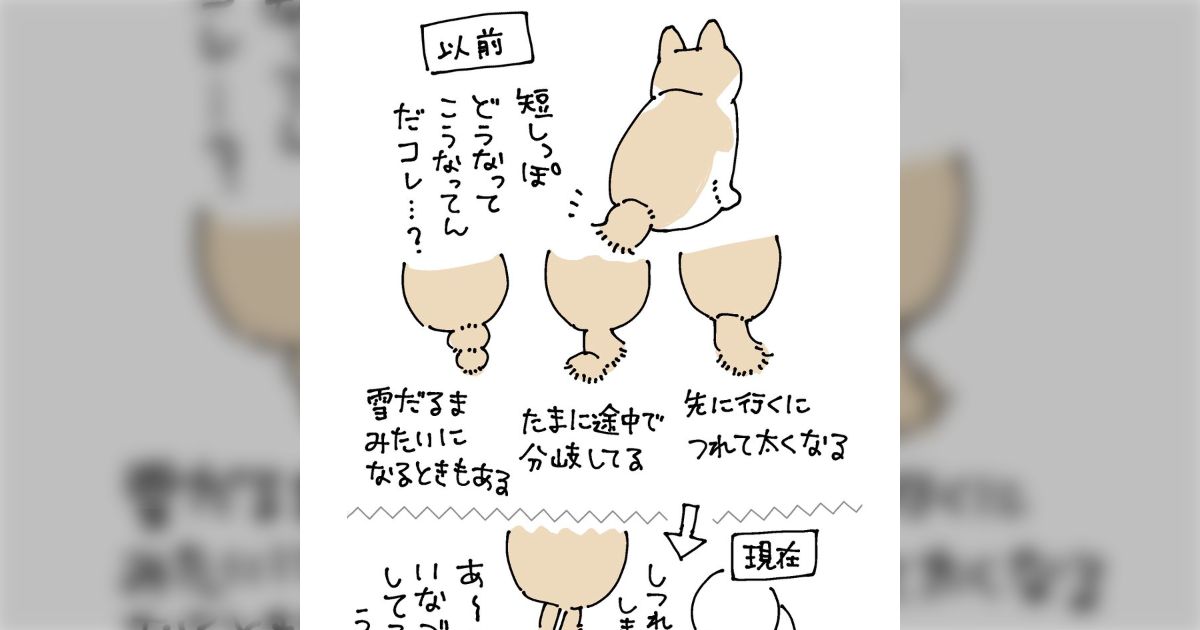 キジトラ女の子 尻尾短い 耳カットなし