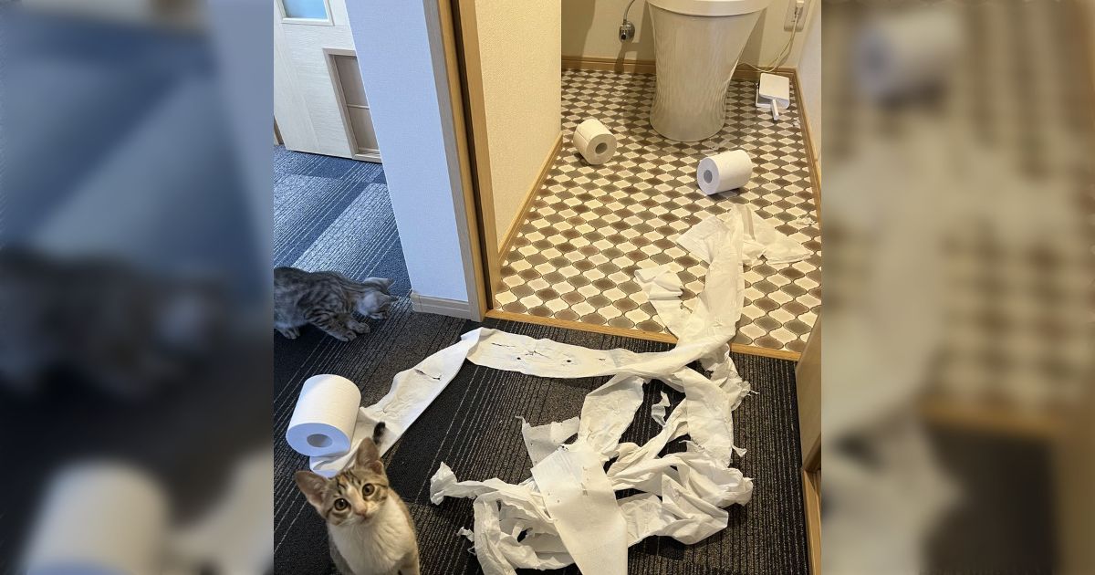 「アメリカの皆さん、こんばんは 良かったらアメリカの猫の写真をくれると嬉しいです」→アメリカをはじめ、世界の皆さんから猫ちゃんのかわいい写真が続々