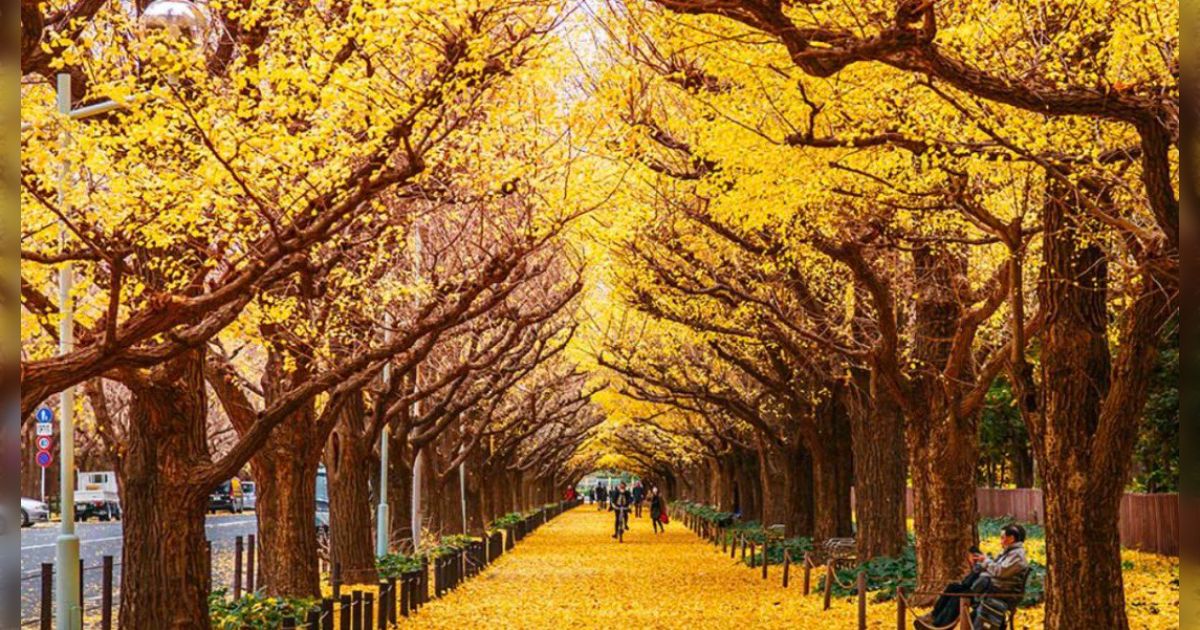 銀杏のファンいたらごめんなさい！まじで臭い、街にこんなもの植えるな！「ファンだけどその意見は支持する」