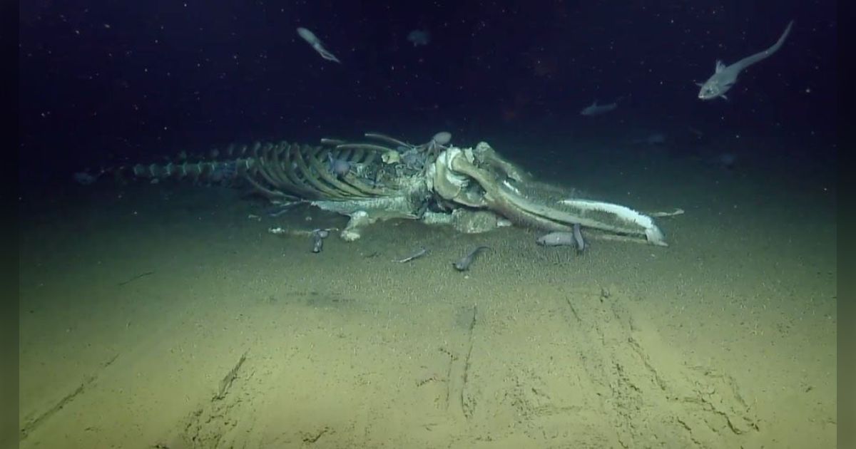 クジラの骨？　海で拾ったバカデカい骨 クジラの骨？ 海で拾ったバカデカい骨 - メルカリ