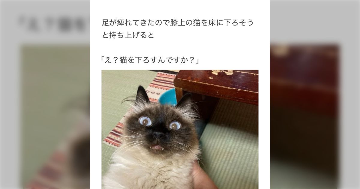 「え？猫を下ろすんですか？」足が痺れてきたので膝上の猫を床に下ろそうと持ち上げると毎回「正気か？」という顔をされるが、正気である… 猫は踏ん張り、降りなかった