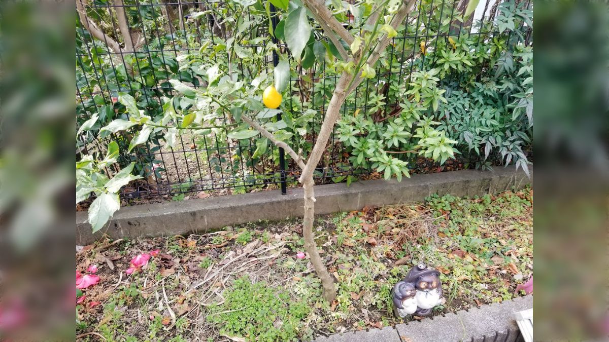 数年前に会社の庭にこっそり勝手に植えたレモンの木に実がなり「なぜ