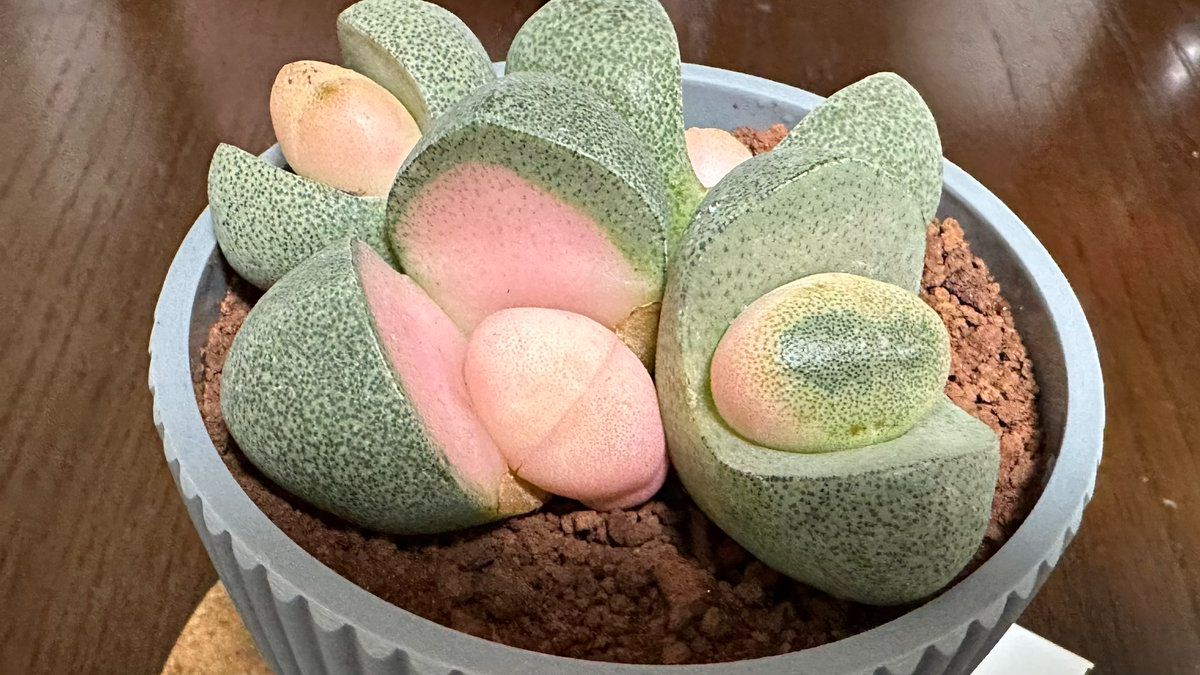 多肉植物 （多肉植物って何？魅力や観葉植物との違いを紹介 | 住宅購入  