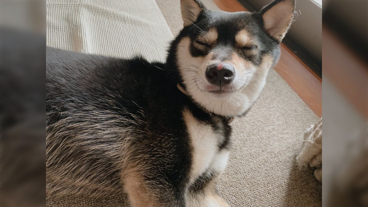 犬たちって本気出せば人間を血だらけに出来るのに、お風呂入れてもしょんぼりするだけで優しい「寝てる間に噛み○すこともできるのに」 - Togetter