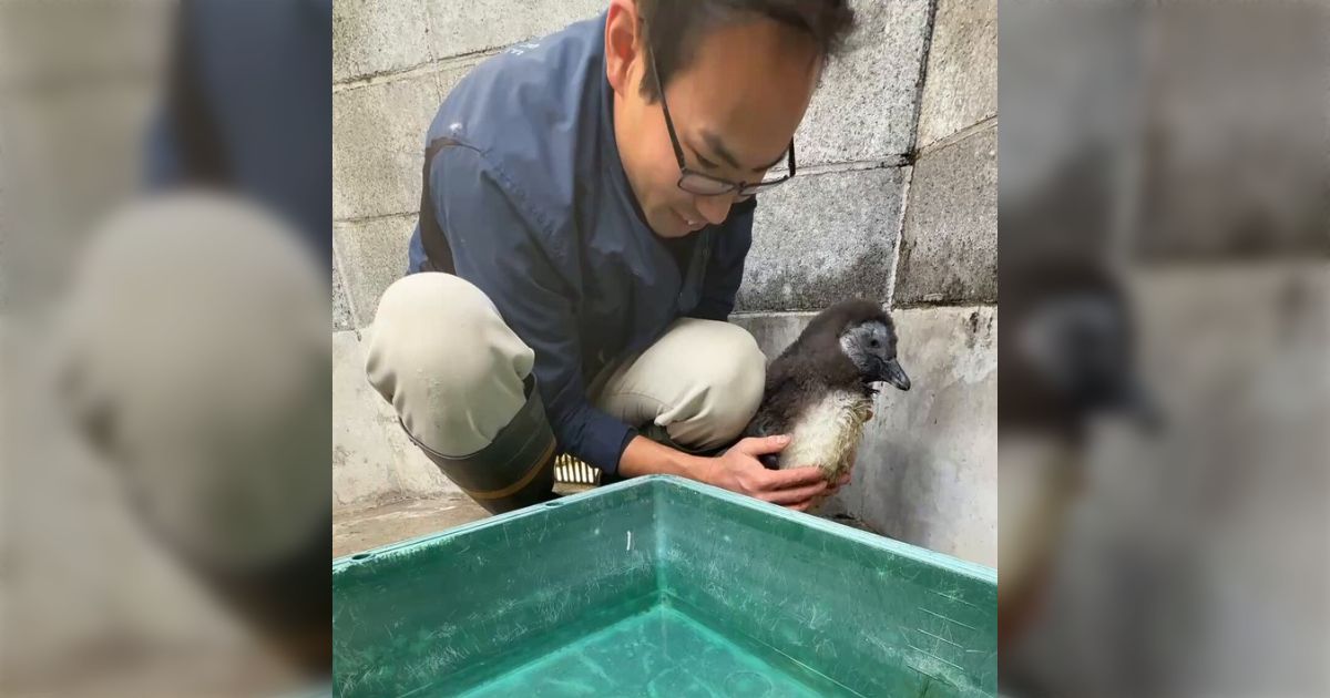 プールデビューするケープペンギンの赤ちゃん、初めての経験にガチガチに固まってしまう「飼育員さんが優しくてほっこり」