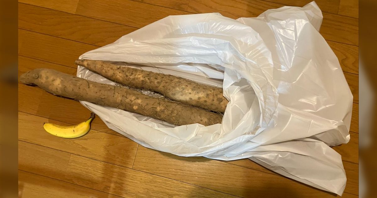 友人が「義実家から山芋が10キロも送られてきて途方に暮れている、少し引き取らないか」と言うので、大歓迎と答えたら…普段買ってるものとボリュームが全然違う
