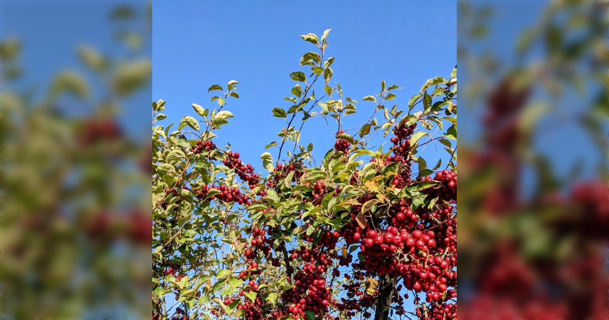 初めてリンゴ狩りに来たお客さんがほぼ間違いなく驚くのがこの”全く間引きをしないリンゴの木”→「青森行った時にこれ見てマジでビビった」「どんな味がするんだろう？」 - Togetter