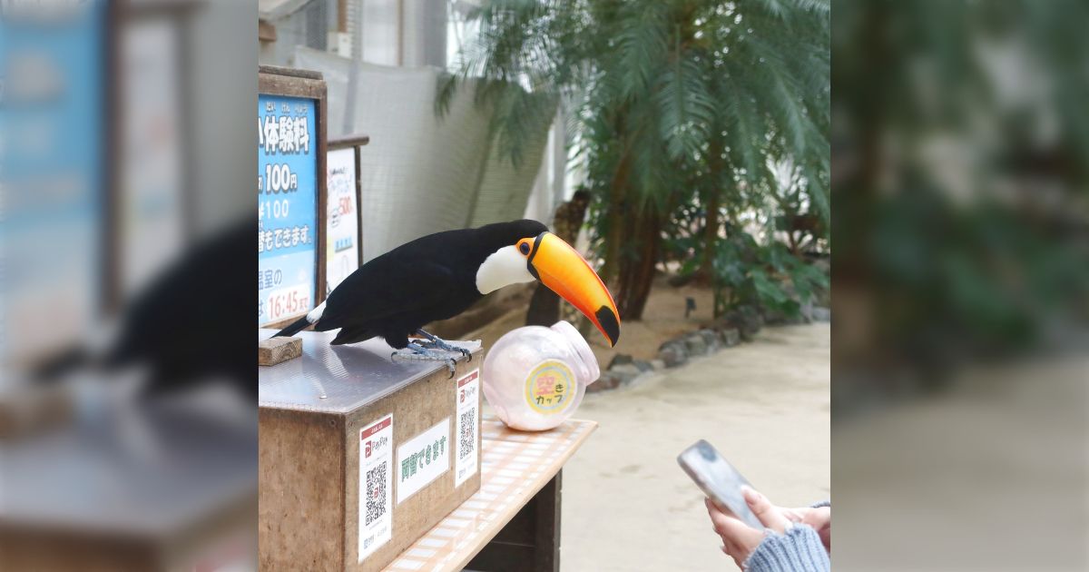 「お客さんがここでスマホを出すとご飯がもらえる!」電子マネーの決済の流れを理解し始めたオニオオハシが賢くかわいい