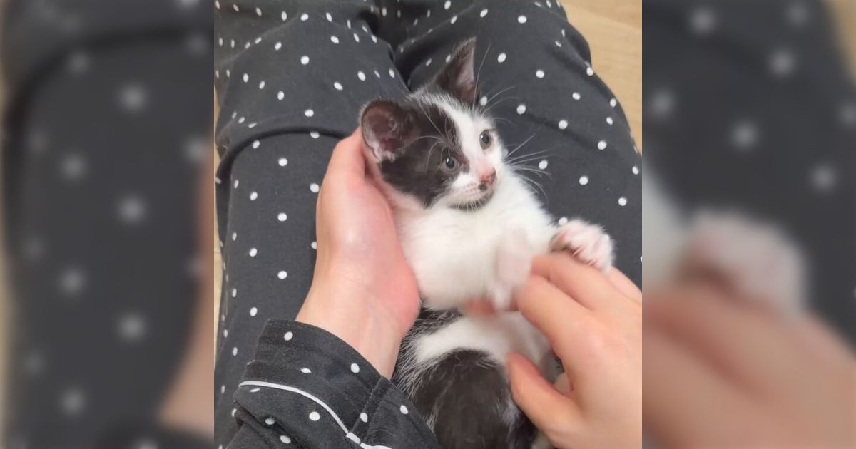 「エンドレスバンザイコネコチャン」子猫の時期にしかできないあの遊びをやってくれる動画で可愛いしか言えなくなる