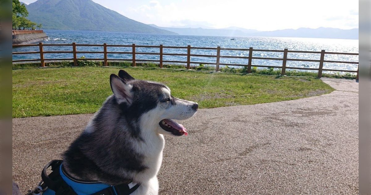コンビニで可愛い小型犬が繋がれていて、可愛いなぁと見ていたら小さい女の子連れの母親がやってきて、子供が「可愛い！欲しい！」と言うと「連れて帰ろうか？」と言って犬に近づいて行った