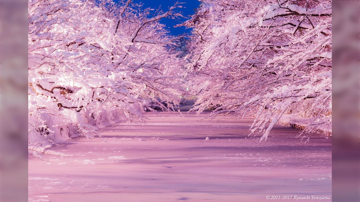 雪とライトアップによる満開の桜が幻想的で美しすぎる… 弘前市、冬に桜