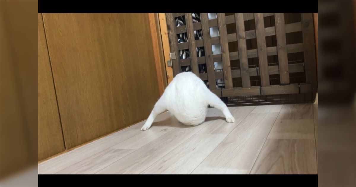 「変な形の猫ください」という募集に投稿された謎の猫、動画バージョンでさらに耐えられない笑いを提供「一瞬のことじゃないんかい」