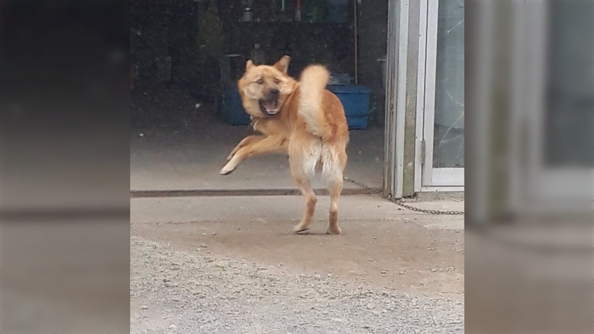 みそきんを食べた時に横にいた犬