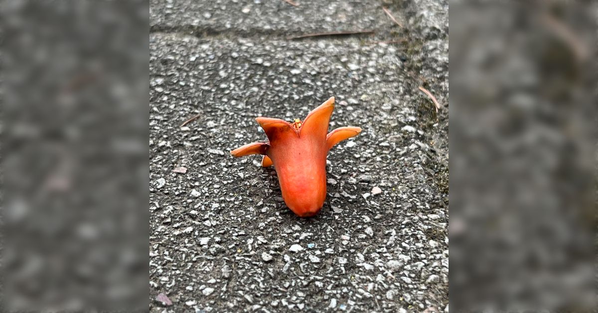 タコさんウインナーの落とし物かと思ったら、自然の産物だった