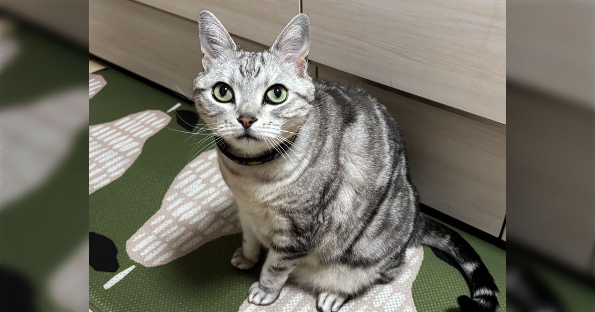 ⚠️家に猫が居ます⚠️さん専用 楽天市場】家に猫が居ます ステッカー家に猫がいますステッカー