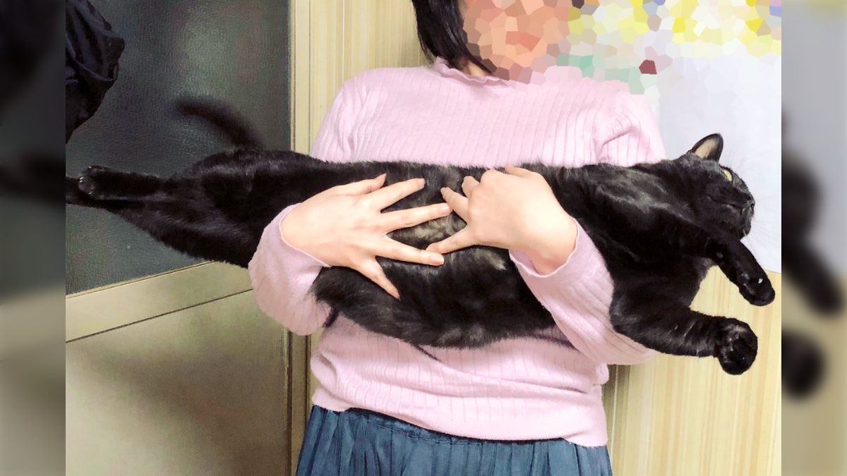 ねこさん専用♫