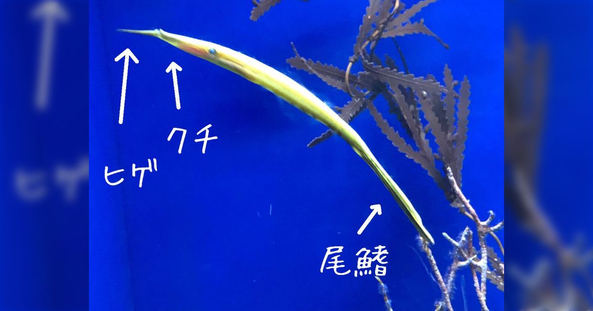 水族館にいたカップルが「俳句みたいな名前の魚いるよな 」と言っていた魚の名前がこちら「これは俳句だわｗ」「下の句つけたい」