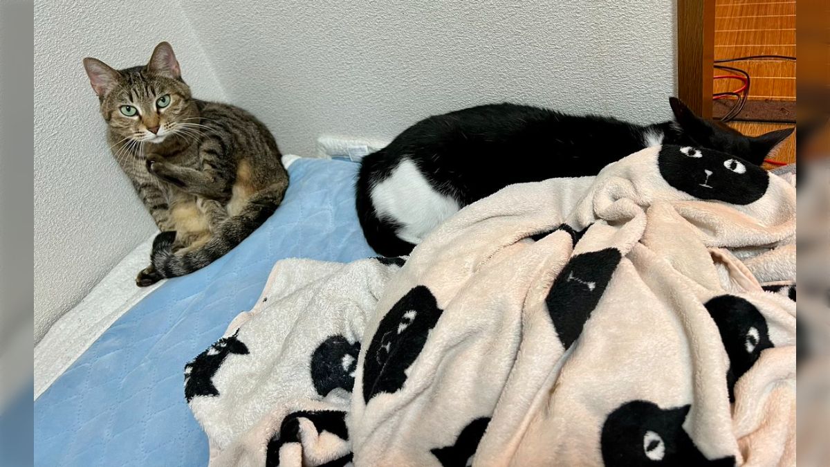 ぬいぐるみ ネコ イヌ ブリティッシュショートヘア