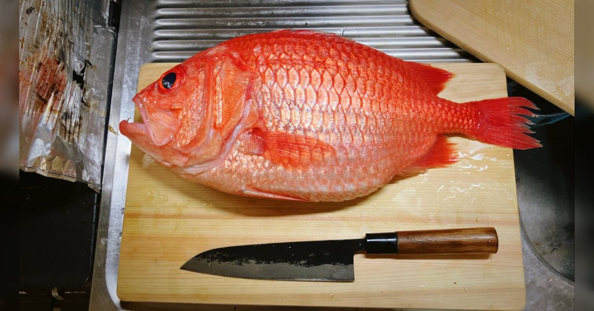 エビスダイを買ってきて自分で捌いたが鱗取りのときの音が魚のソレではない「さすが別名鎧鯛」「鱗で武具が作れそう」 - Togetter [トゥギャッター]