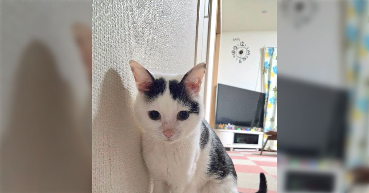 夜中に猫がワーワー言って困っているので、見に行ってみたら「誰かが猫の手を踏んでます！」という大変かわいい報告だった