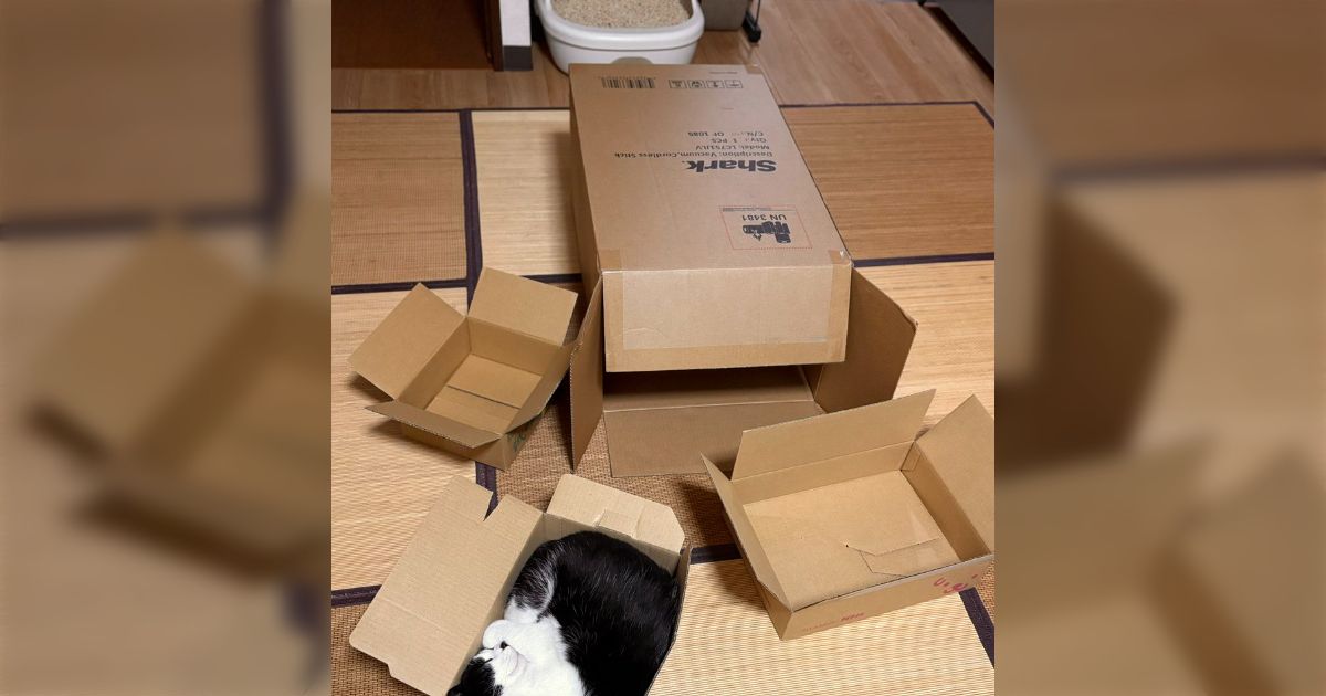 掃除機を買ったら、悩みに悩んでぴったりなサイズの箱を決めた猫がいた「猫によるサイズ選びのコツはこれ」