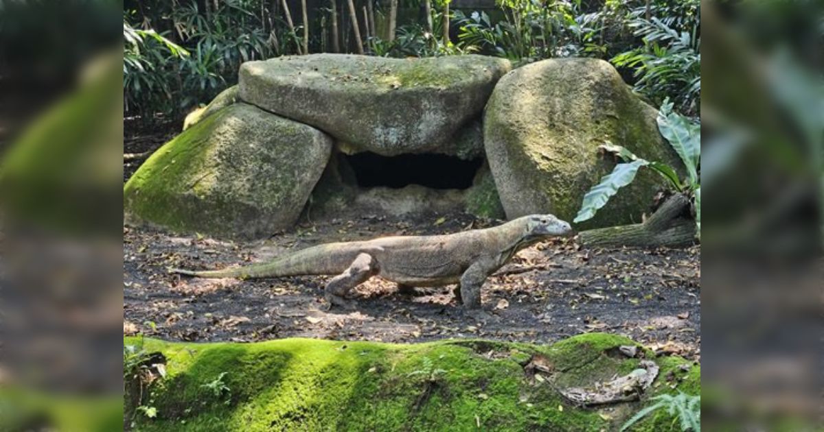 世界最大のトカゲ”コモドオオトカゲ”が名古屋市東山動植物園で