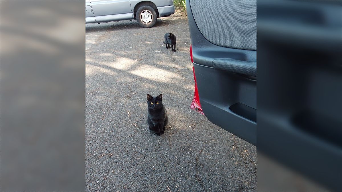 猫のこの座り方がめちゃくちゃかわいい→「しっぽマフラー」と