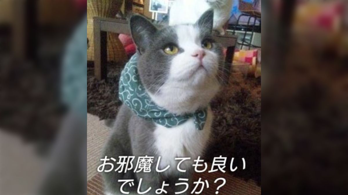ねこねこネットワーク！ ねこねこネットワーク（NNN）にロックオンされています。 | 連載