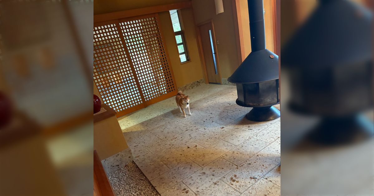 1ヶ月だけこの貸別荘で過ごす予定なんだけど、元の家と違いすぎて柴犬が初期位置でフリーズしてる「人間だけどこれは共感」