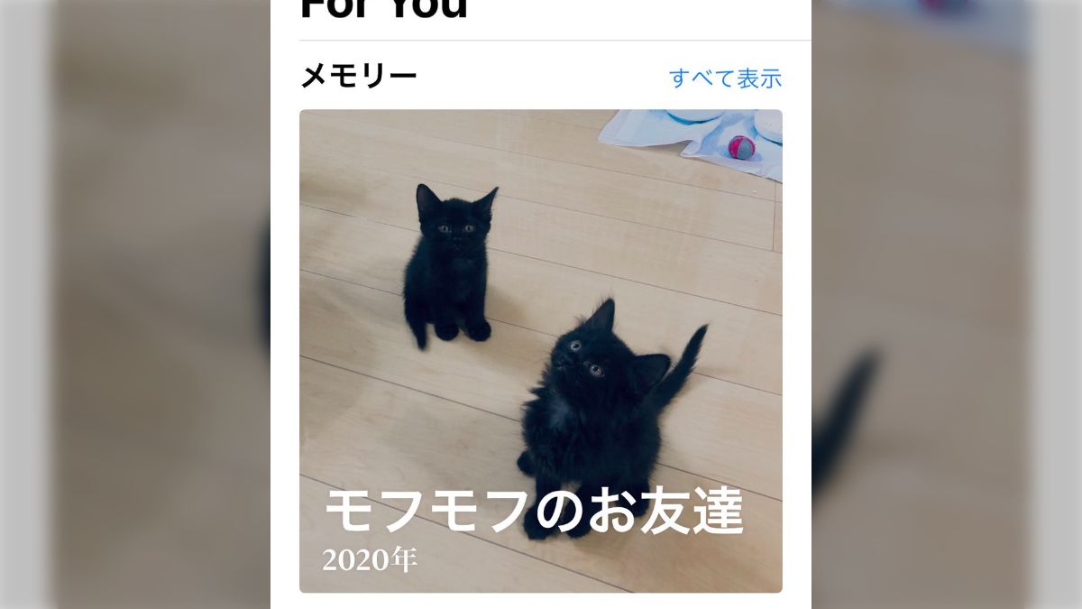モフモフ様おまとめページ 旦那様がちっちゃいモフモフになりました ～私を悪女だと誤解し