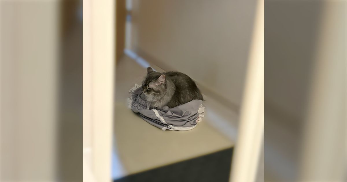 猫を飼っていて嬉しい瞬間、第3位「脱ぎ捨てた服の上でお風呂から上がるのを待っていたとき」安心している様子がかわいすぎる