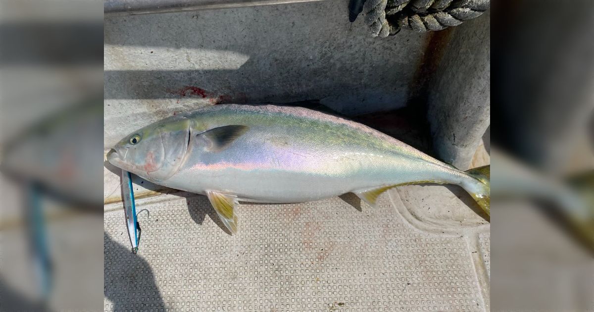ブリやハマチを自分で釣って食べると「養殖の方がおいしいな」と感じることがある→天然・養殖それぞれの特徴やメリットが見直される - Togetter
