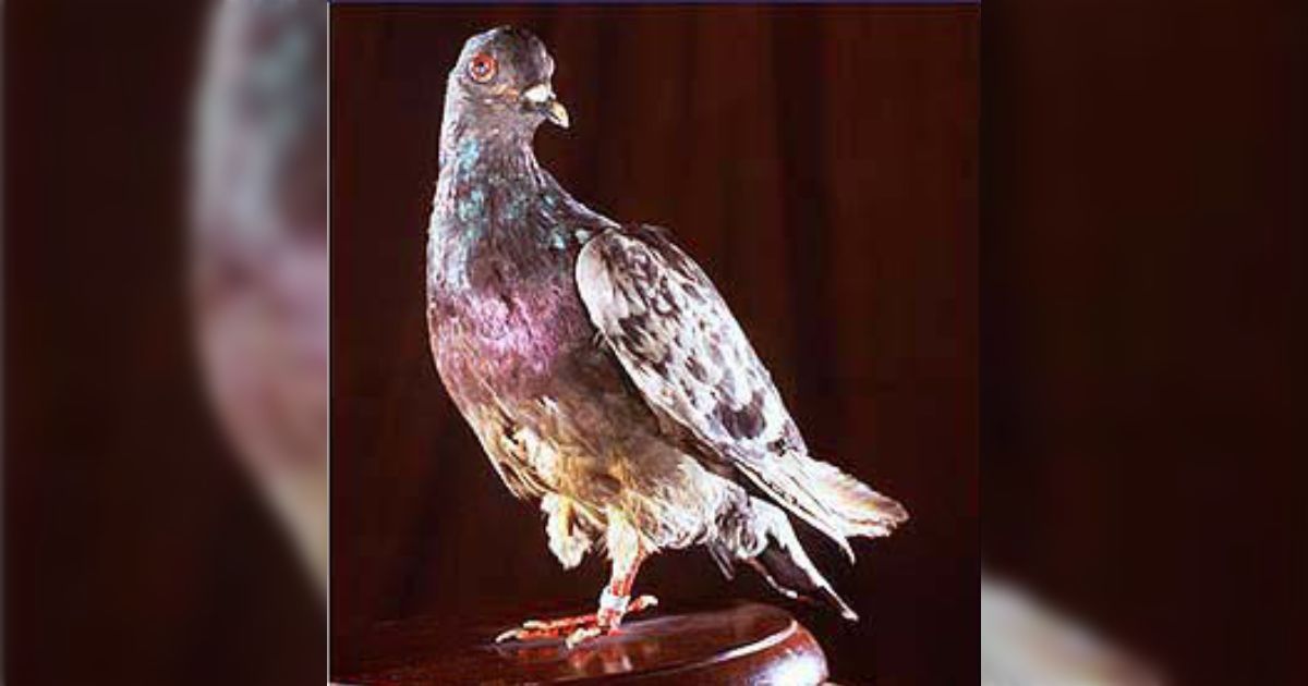 Web site image