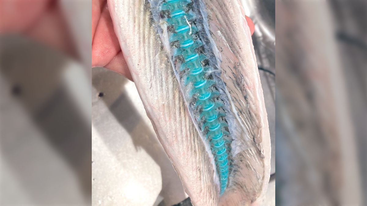 魚のダツの骨はこんなに真っ青→なんで？ - Togetter