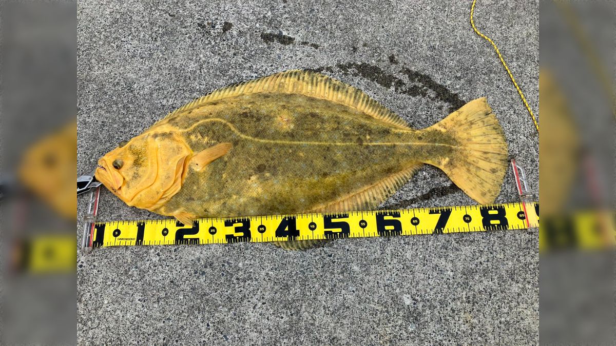 隣のおじちゃんがとんでもない代物釣り上げた｣｢ガチのニュースに