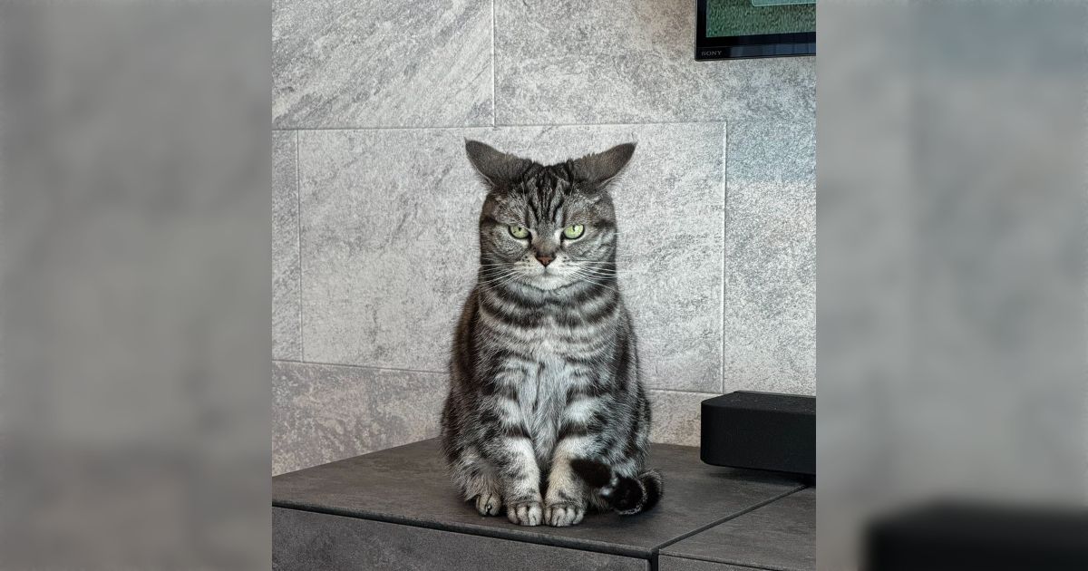 WBCを応援していたら、猫から「急に大きな声を出すな」と強めの注意があって監視されてる