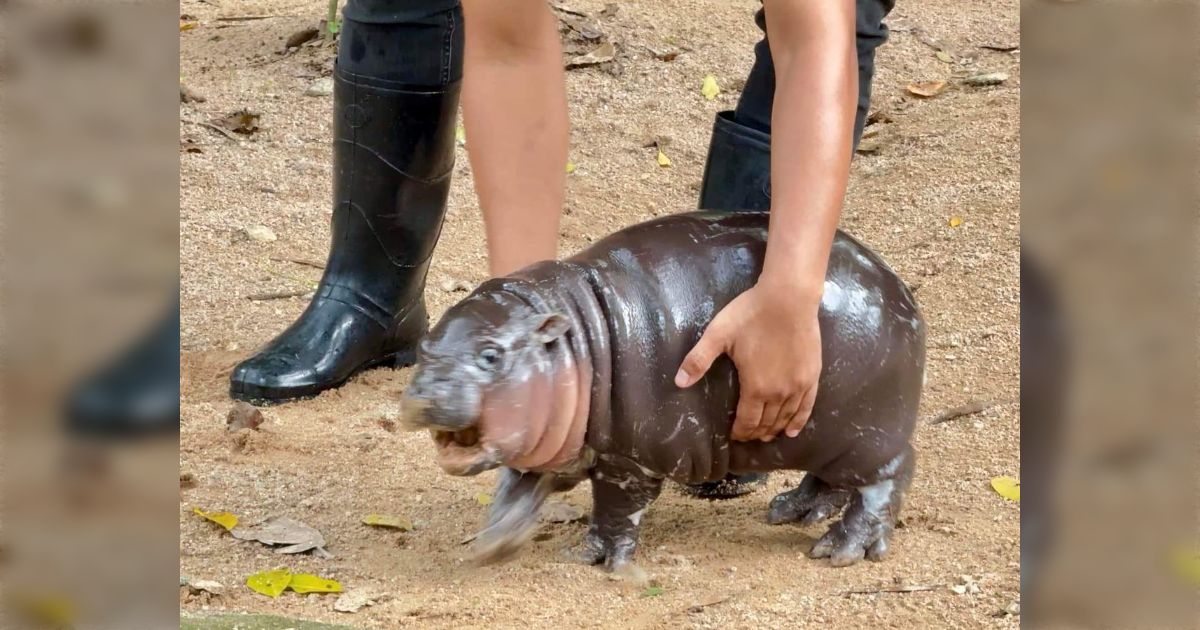 プラクルアン 超人気 ムーデン コビトカバ 超レア 開運 魅力 守護 御守り タイの動物園で生まれたコビトカバの赤ちゃん、荒ぶるかわいさに