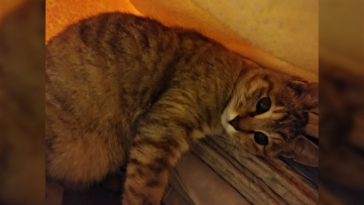 自らビニール袋に入って『猫ンビニ袋状態』で移送される猫さん（本猫も  