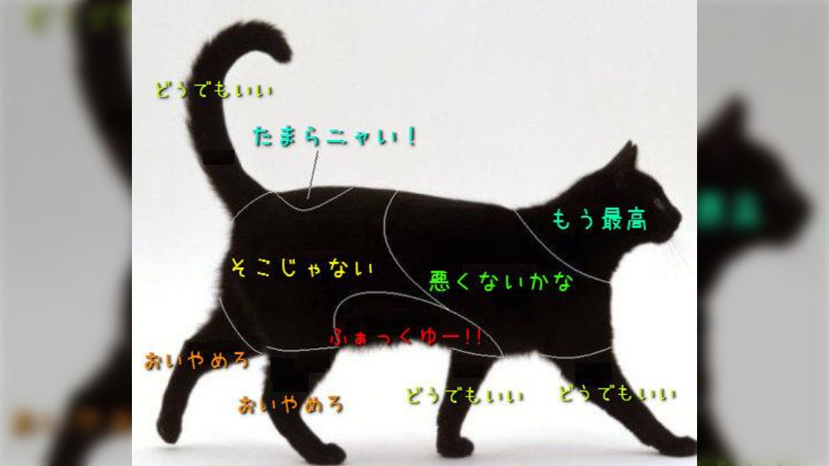 二次エロ ロリ おしり うちの猫のさわると喜ぶ場所、喜ばない場所 - posfie